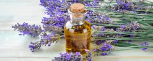 1000 manfaat minyak lavender